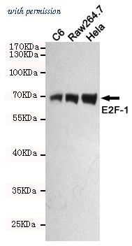 OriGene TA346935 image 1
