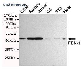 OriGene TA346947 image 1