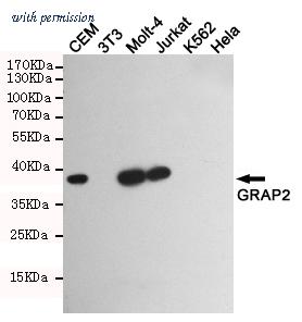 OriGene TA346954 image 1