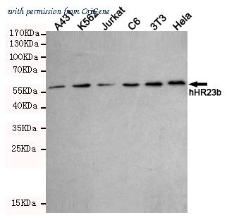OriGene TA346967 image 1