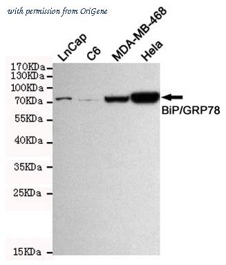 OriGene TA346972 image 1