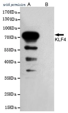 OriGene TA346988 image 1