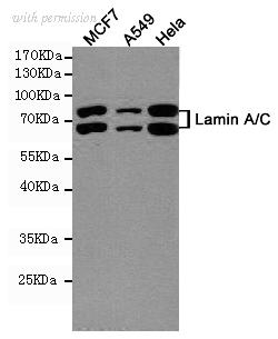OriGene TA346998 image 1