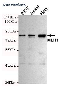 OriGene TA347003 image 1