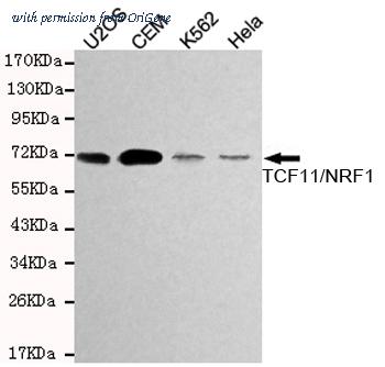 OriGene TA347012 image 1