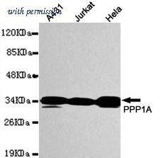 OriGene TA347021 image 1