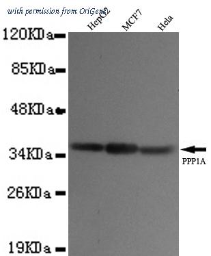 OriGene TA347022 image 1