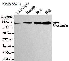 OriGene TA347024 image 1