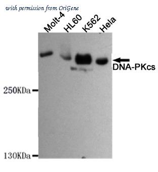 OriGene TA347029 image 1