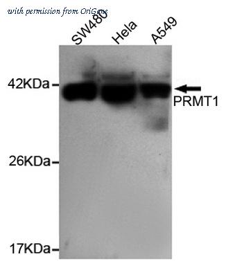 OriGene TA347030 image 1