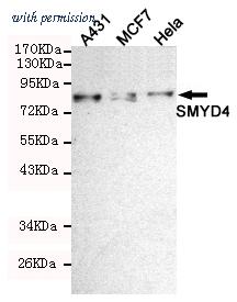 OriGene TA347055 image 1
