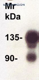 OriGene TA354344 image 1