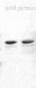 OriGene TA354359 image 1