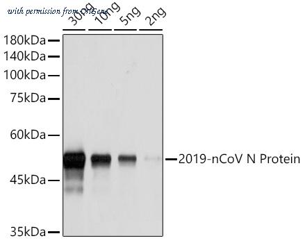 OriGene TA355158 image 1