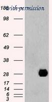 OriGene TA500355AM image 1