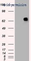 OriGene TA500402S image 1