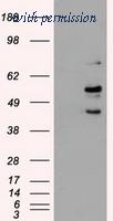OriGene TA500409S image 1