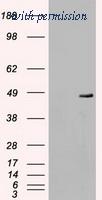 OriGene TA500412S image 1