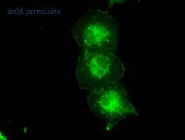 OriGene TA500415S image 1
