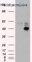 OriGene TA500477AM image 1