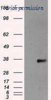 OriGene TA500551S image 1