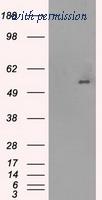 OriGene TA500556S image 1