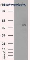 OriGene TA500577S image 1