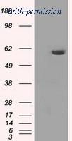 OriGene TA500585S image 1
