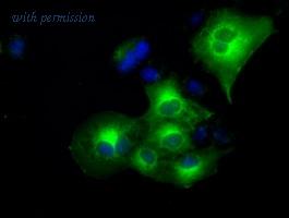 OriGene TA500590S image 1