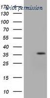 OriGene TA500736S image 1