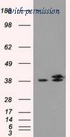 OriGene TA500739S image 1