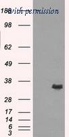 OriGene TA500741S image 1
