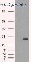 OriGene TA500742S image 1