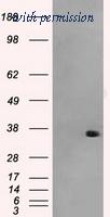 OriGene TA500743S image 1