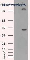 OriGene TA500859S image 1