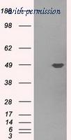 OriGene TA500899S image 1