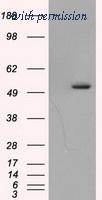 OriGene TA501038S image 1