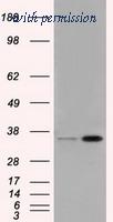 OriGene TA501166S image 1
