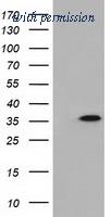 OriGene TA501194S image 1