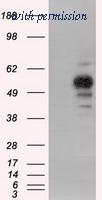 OriGene TA501195S image 1