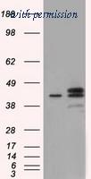 OriGene TA501278S image 1