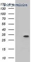 OriGene TA501281S image 1