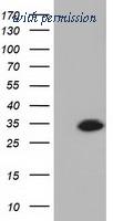 OriGene TA501283S image 1