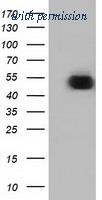 OriGene TA501286S image 1