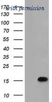 OriGene TA501404S image 1