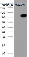 OriGene TA501409S image 1