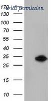 OriGene TA501410S image 1