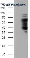 OriGene TA501518S image 1