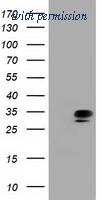 OriGene TA501521S image 1