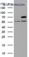 OriGene TA501558S image 1